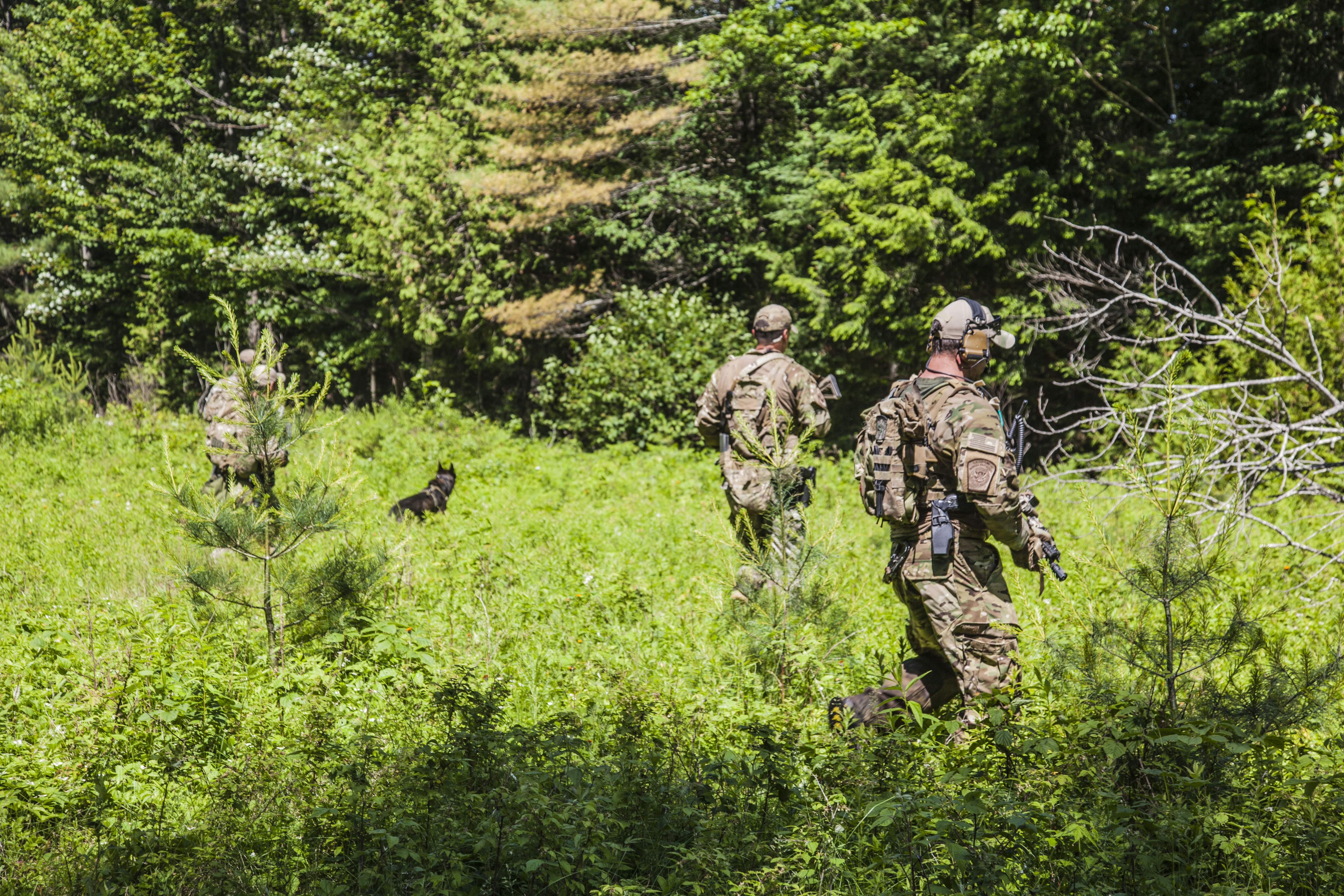 Photo of law enforcement teams searching the woods