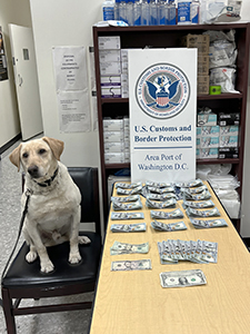 Customs and Border Protection currency detector dogs Cato and Fuzz alerted to four of six CBP unreported currency seizues during February at Washngton Dulles International Airport.