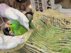 CBP officers in Nogales, Ariz. seized 27 Parrots from a passenger vehicle entering the U.S. from Mexico