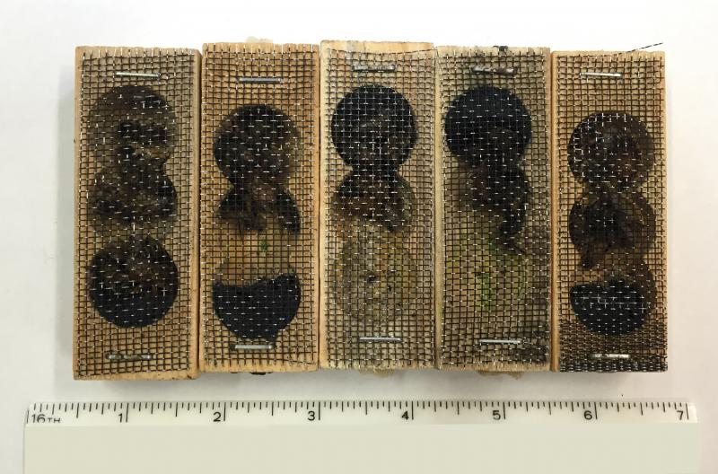 Wooden boxes containing 40 live queen and worker honey bees intercepted by CBP agriculture specialists at Laredo Port of Entry
