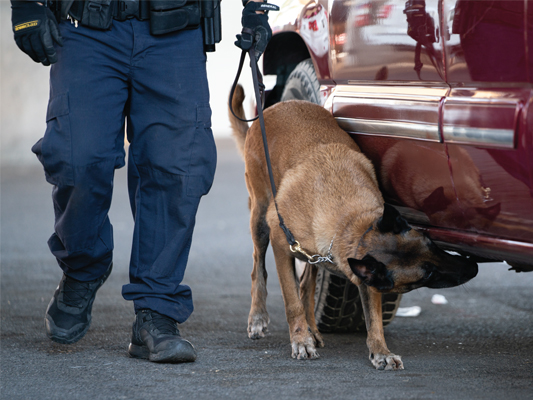 CBP Officer working with Canine to inspect vehicles during Operation Opioid Counter Strike at the Port of San Luis, San Luis, Arizona. 