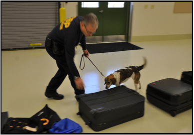 Drug Dog sniffing suitcases