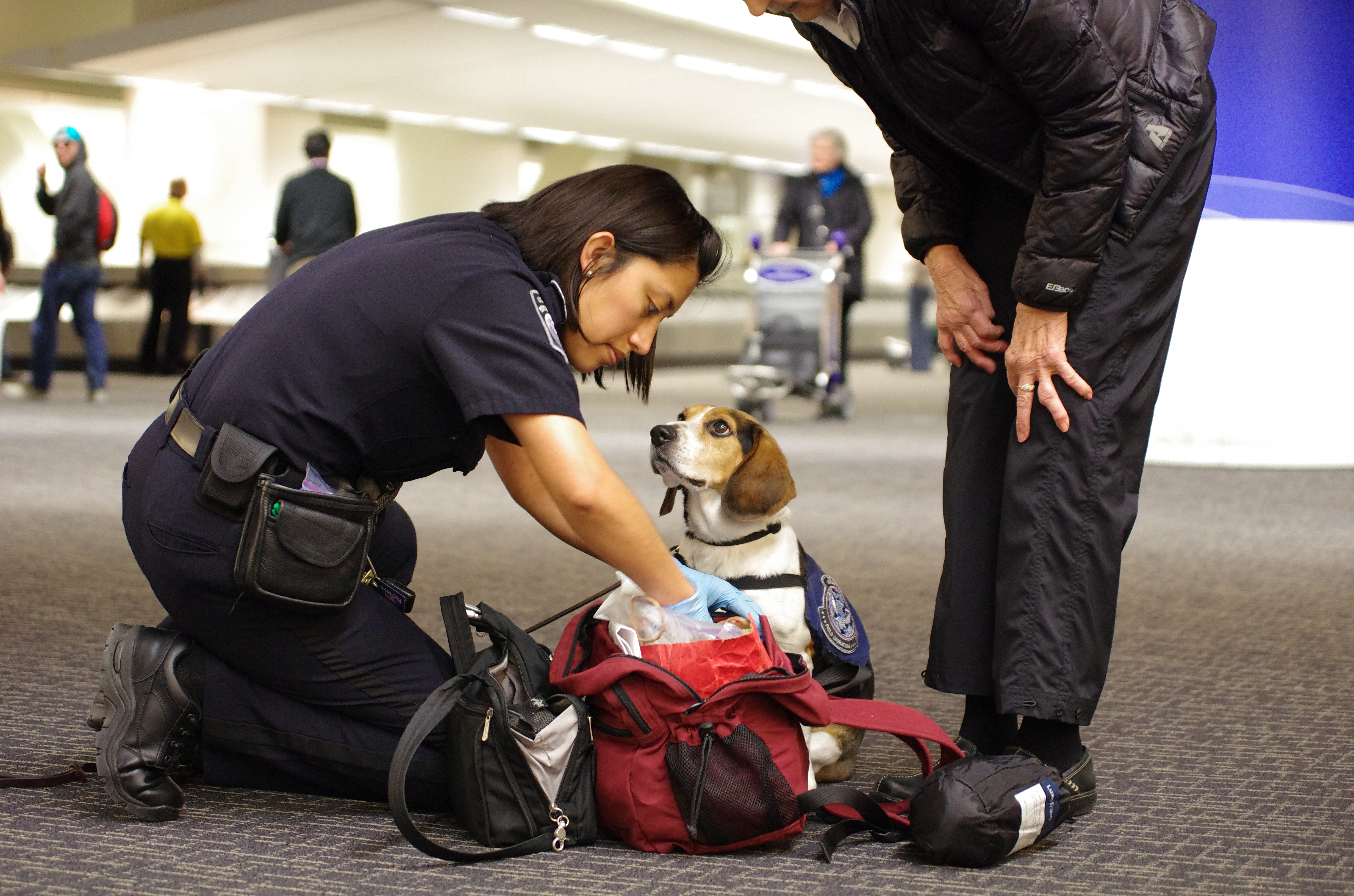 A CBP Agriculture Specialist checks to see what her partner, Tyco, has detected in a traveler's carry-on bag at the San Francisco International Airport.