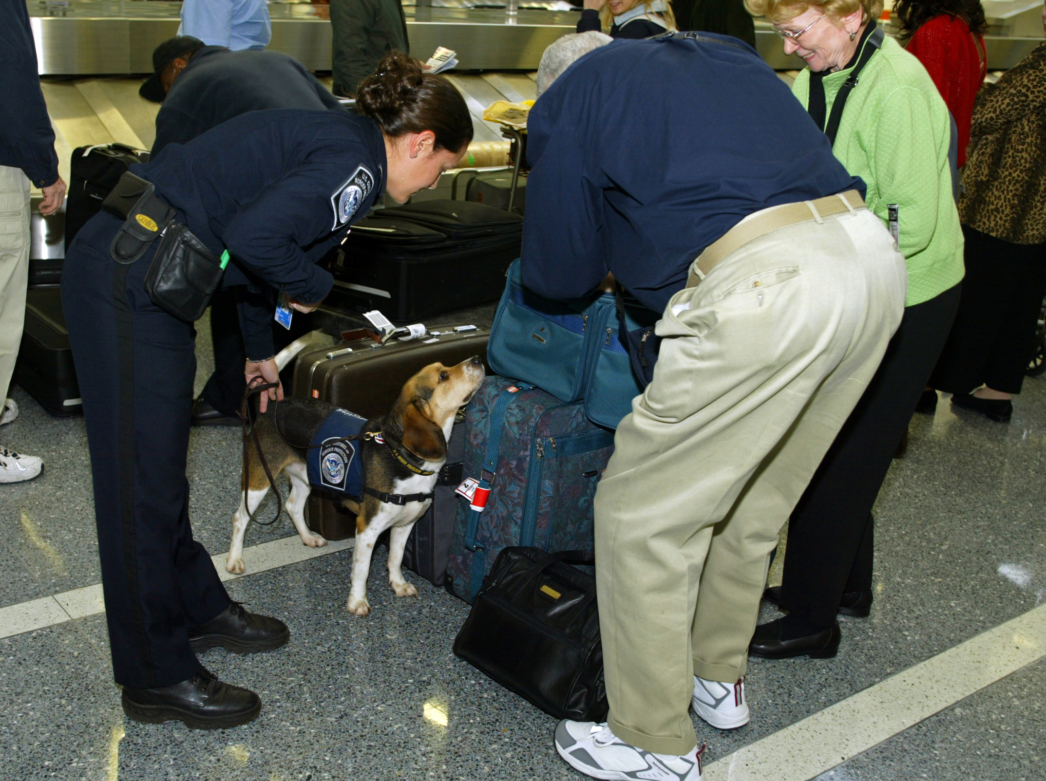 A member of the CBP Beagle Brigade stops to investigate an arriving passenger's luggage looking for prohibited agricultural products or meats.