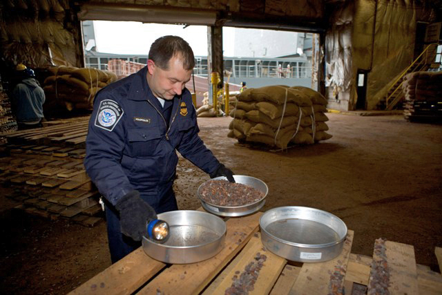 CBP agriculture specialist inspects cocoa beans.