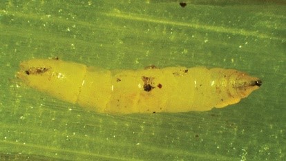 Grass fly larva