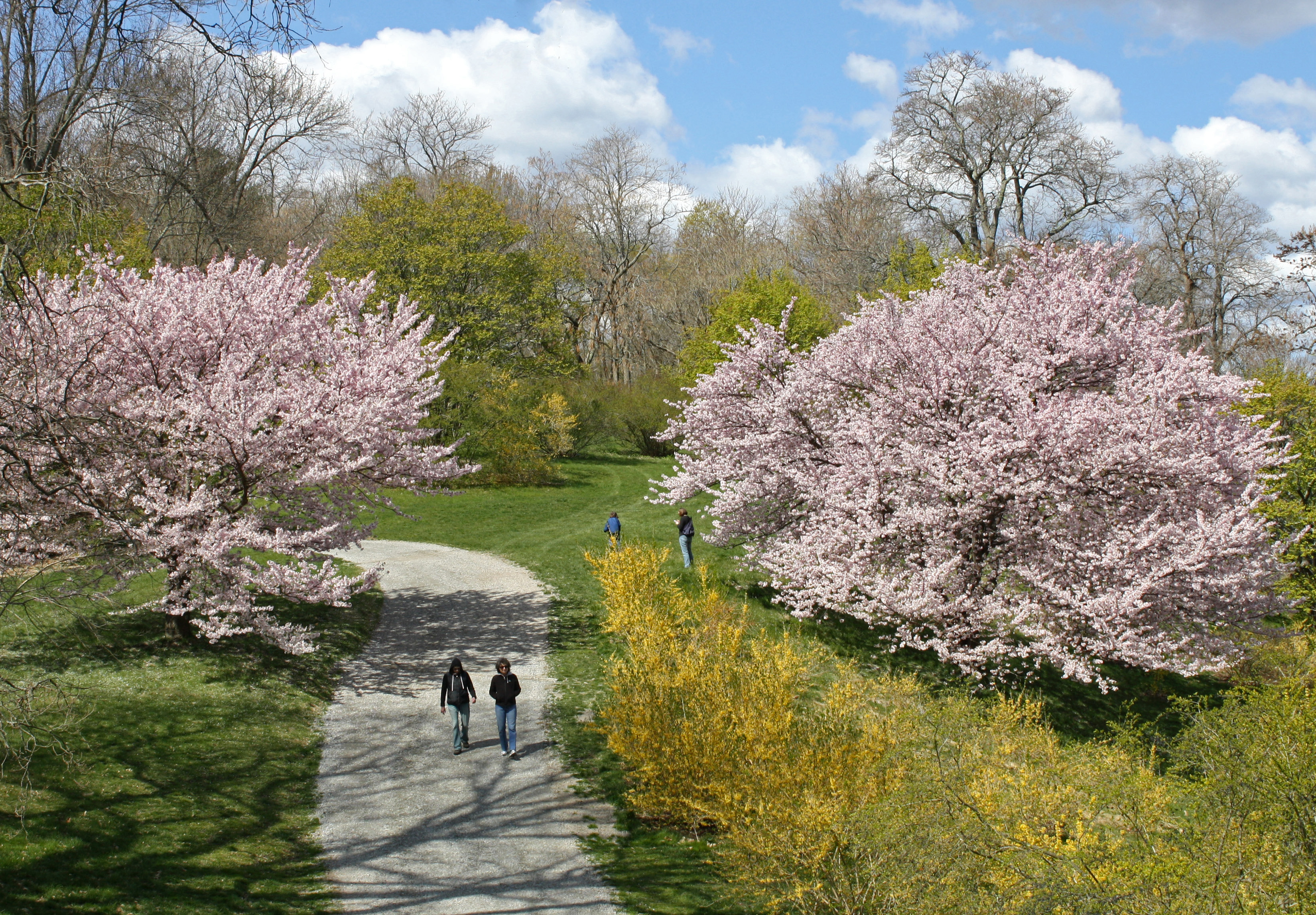 Photo of the Arnold Arboretum