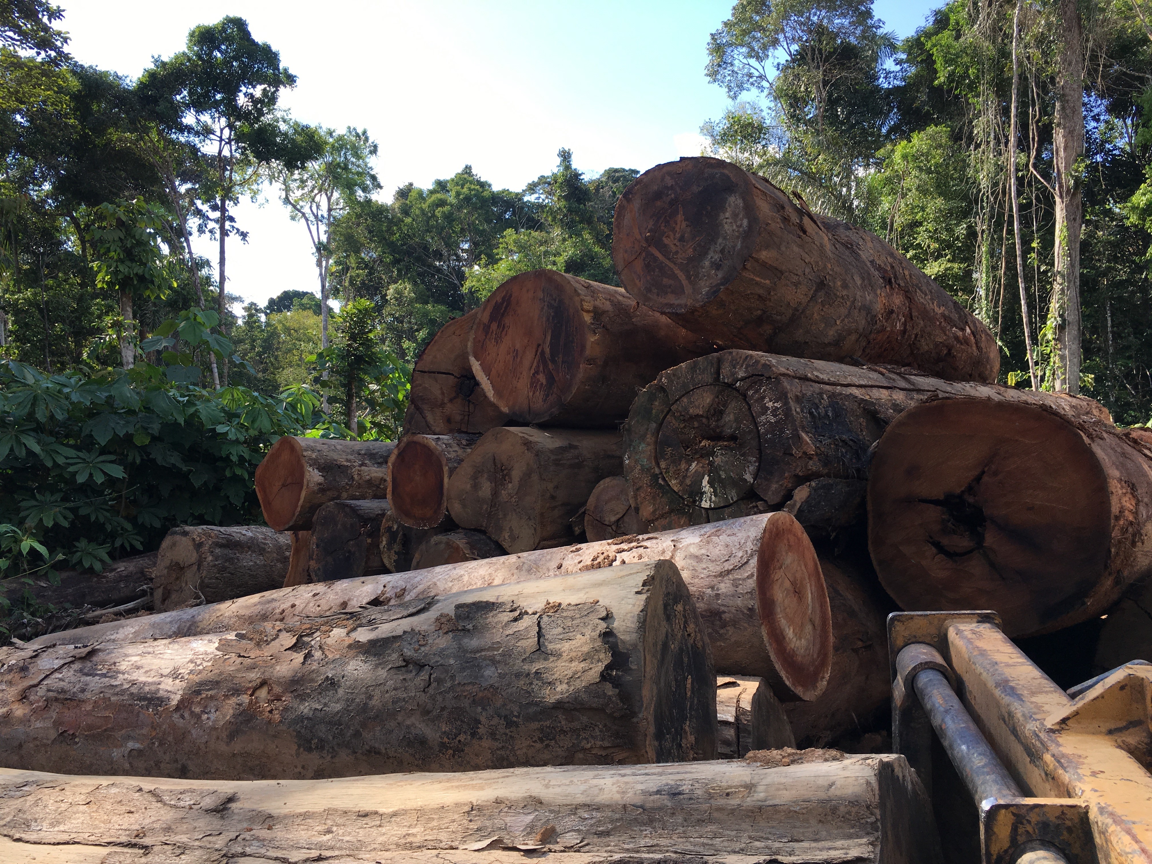logs in Amazon rain forest