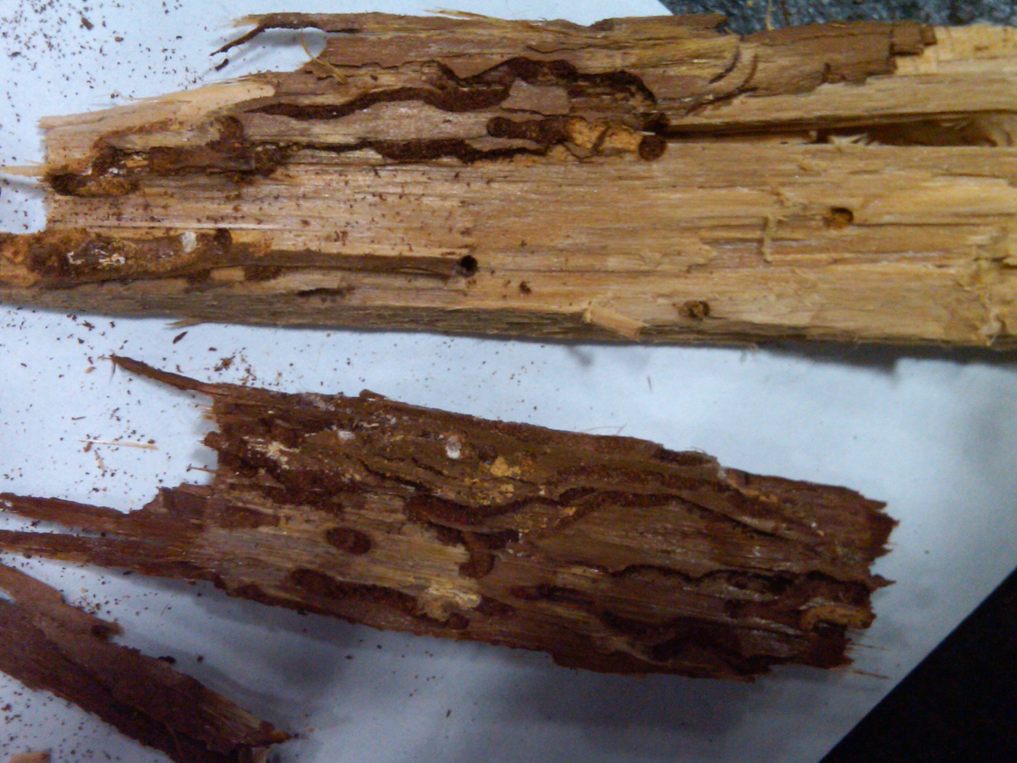 Photo of wood showing damage caused by wood-boring insects