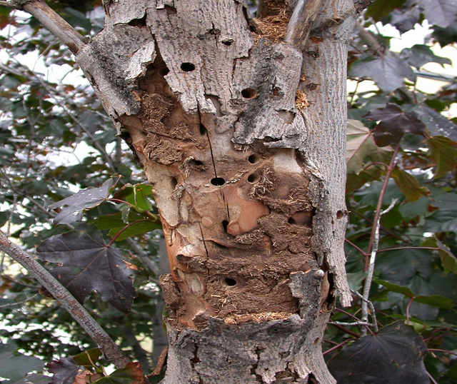 Photo of damage to a red maple tree caused by Asian longhorn beetle