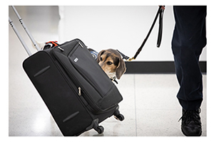 Agriculture canine baggage operations