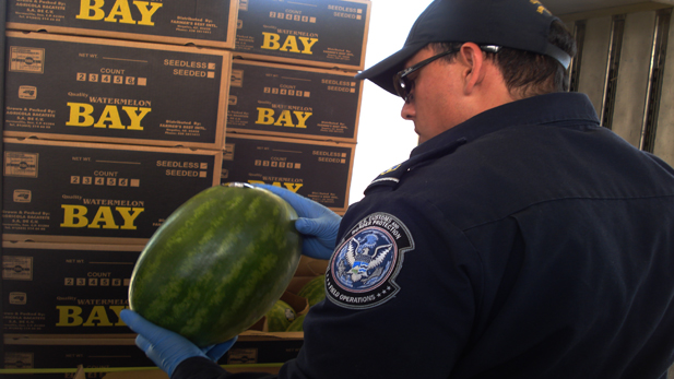 CBP agriculture specialist conducts watermelon inspections at CBP port of entry.