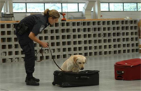CBP canine team inspects luggage