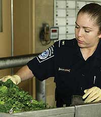 A CBP agriculture specialist inspects produce.