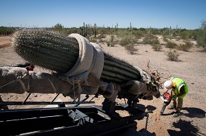 Workers prepare to relocate a saguaro cactus at Organ Pipe National Monument