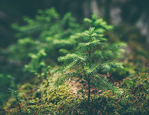 unsplash free license, photo of sapling in a forest