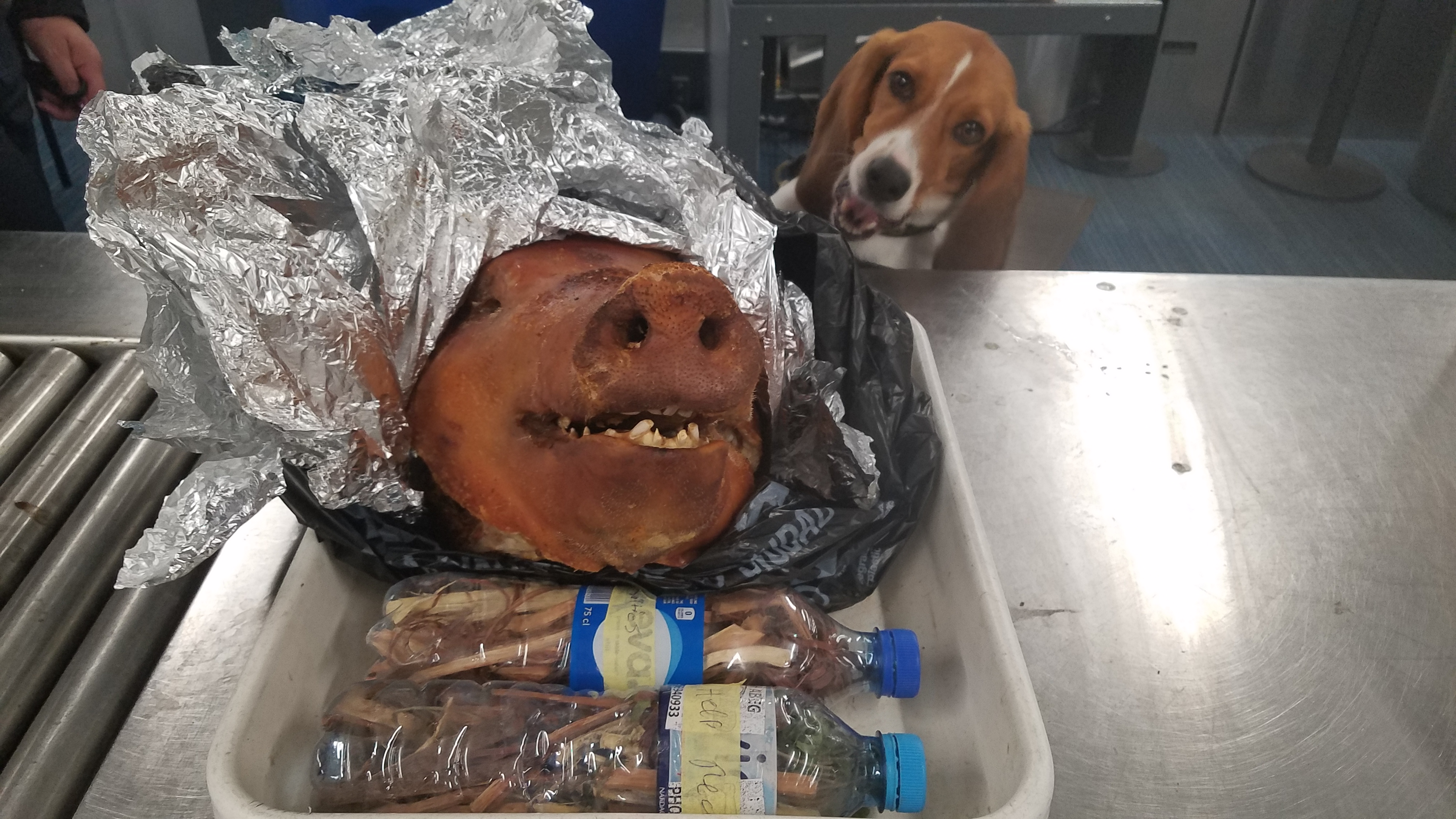 A CBP beagle admires the head of a roasted pig he found in a passenger’s checked baggage. 