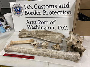 U.S. Customs and Border Protection agriculture specialists discovered giraffe and zebra bones in the baggage of a Virginia woman who arrived from Kenya to Washington Dulles international Airport on November 10, 2022. The woman wanted to keep the bones as souvenirs; however U.S. Fish and Wildlife Service inspectors directed CBP to seize the bones for violating wildlife protection laws.