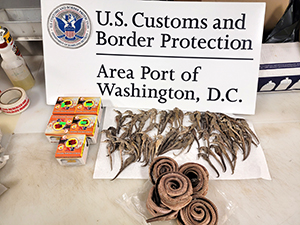 U.S. Customs and Border Protection agriculture specialists and U.S. Fish and Wildlife Service wildlife inspectors encountered some unusual and prohibited products recently from travelers who arrived from Vietnam to Washington Dulles International Airport. The products included snakes and snake oil, sea horses, and snail ointment, and the potential introduction of the dangerous African swine fever.