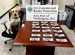 U.S. Customs and Border Protection officers have seized more than $350,000 in unreported currency from international travelers at Washington Dulles International Airport since New Year’s Eve. In nearly half the cases, CBP currency detector dog Fuzz alerts to bulk currency in the travelers’ baggage.