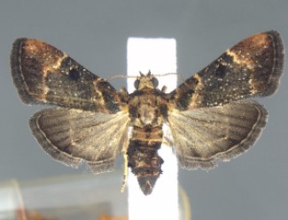 Moth encountered at Detroit Metropolitan Airport