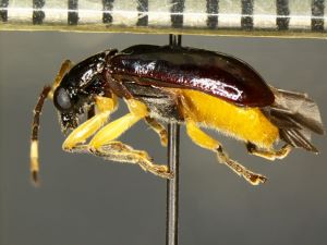 A specimen of Cochabamba sp., a First in Nation pest interception by CBP agriculture specialists at Pharr International Bridge.
