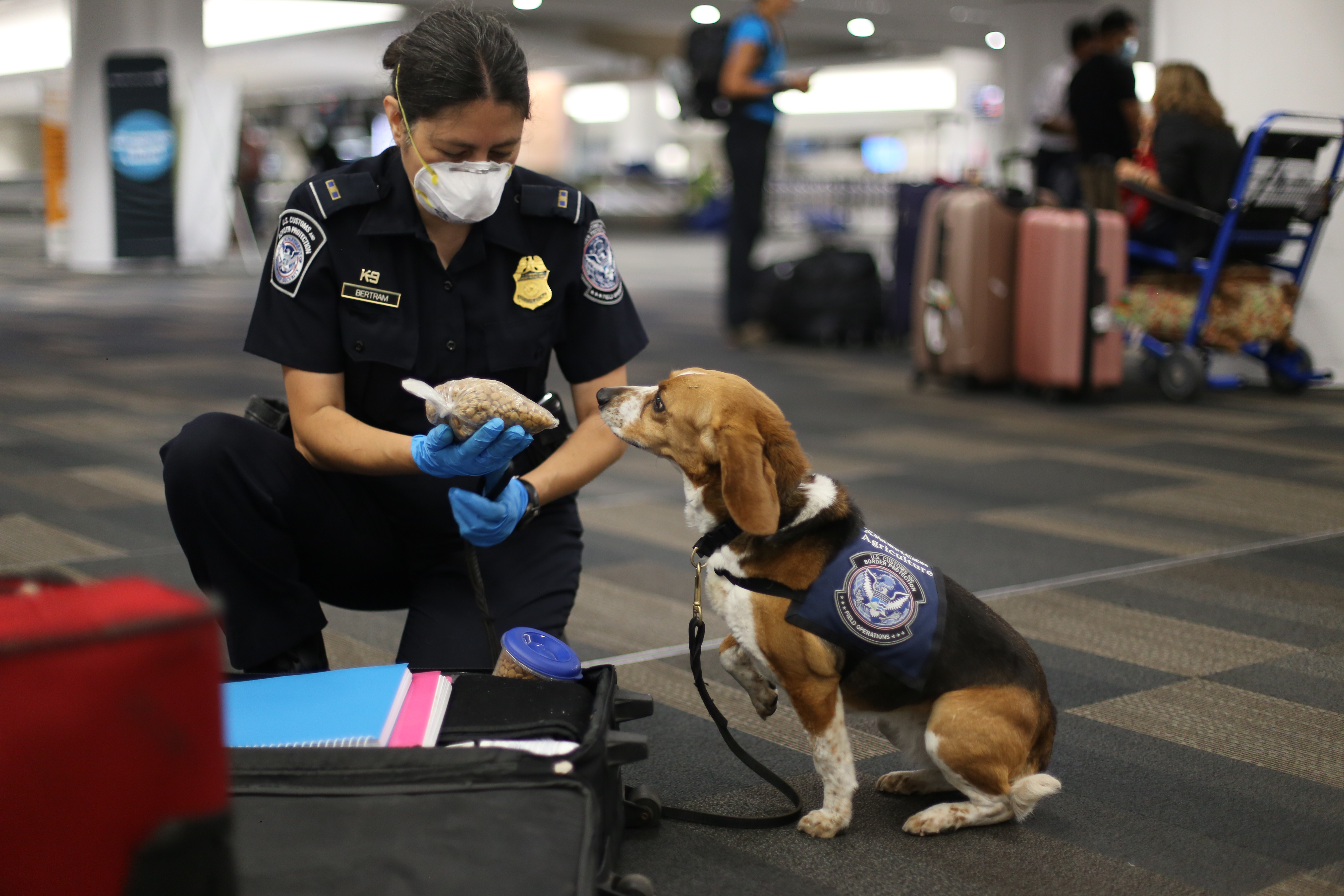 After smelling a prohibited food item, a member of CBP’s Beagle Brigade at San Francisco International Airport sits to alert her handler.