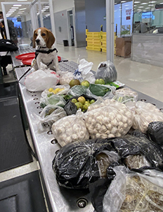 U.S. Customs and Border Protection’s Beagle Brigade in Philadelphia works hard to sniff out potential threats to our nation’s agricultural industries and continue to rack up impressive detections of prohibited animal products, vegetables and propagative seeds.