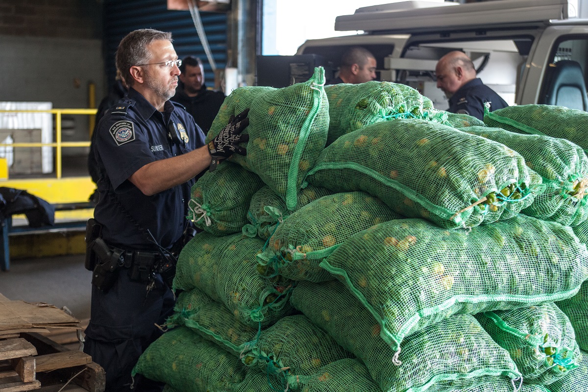 A CBP officer inspects a shipment of peppers upon arrival at Red Hook, N.Y. (photo by Josh Denmark)