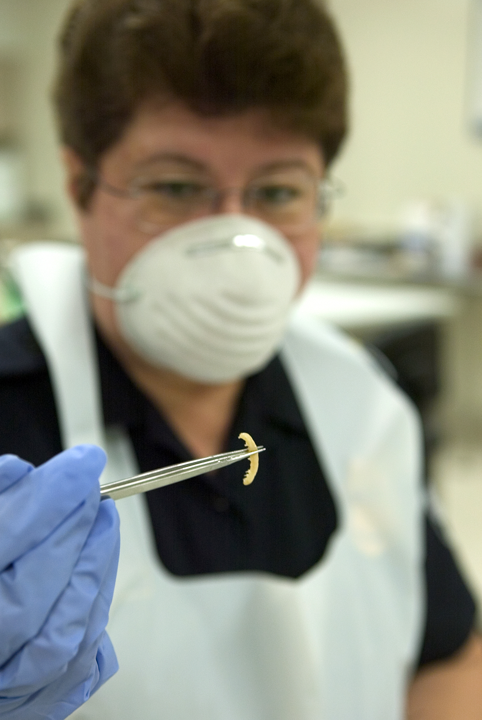 CBP Agriculture Specialist finds a pest potentially dangerous to American crops.