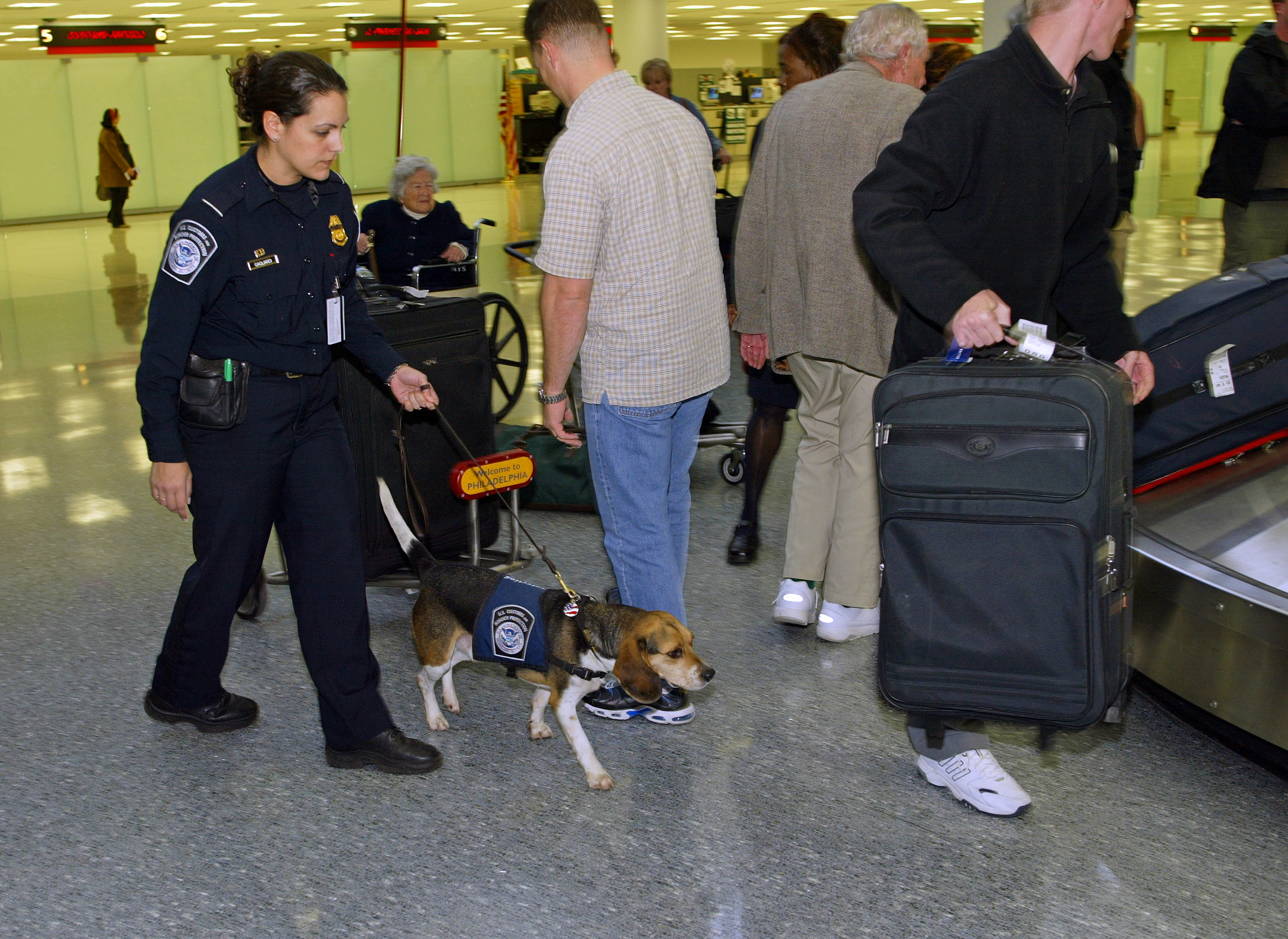 A member of the CBP Beagle Brigade looks for prohibited agricultural products and meats brought in by arriving passengers.