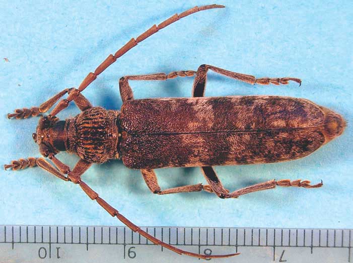 A long-horned beetle, Rhytidodera bowringii, discovered in a container of granite counter tops.