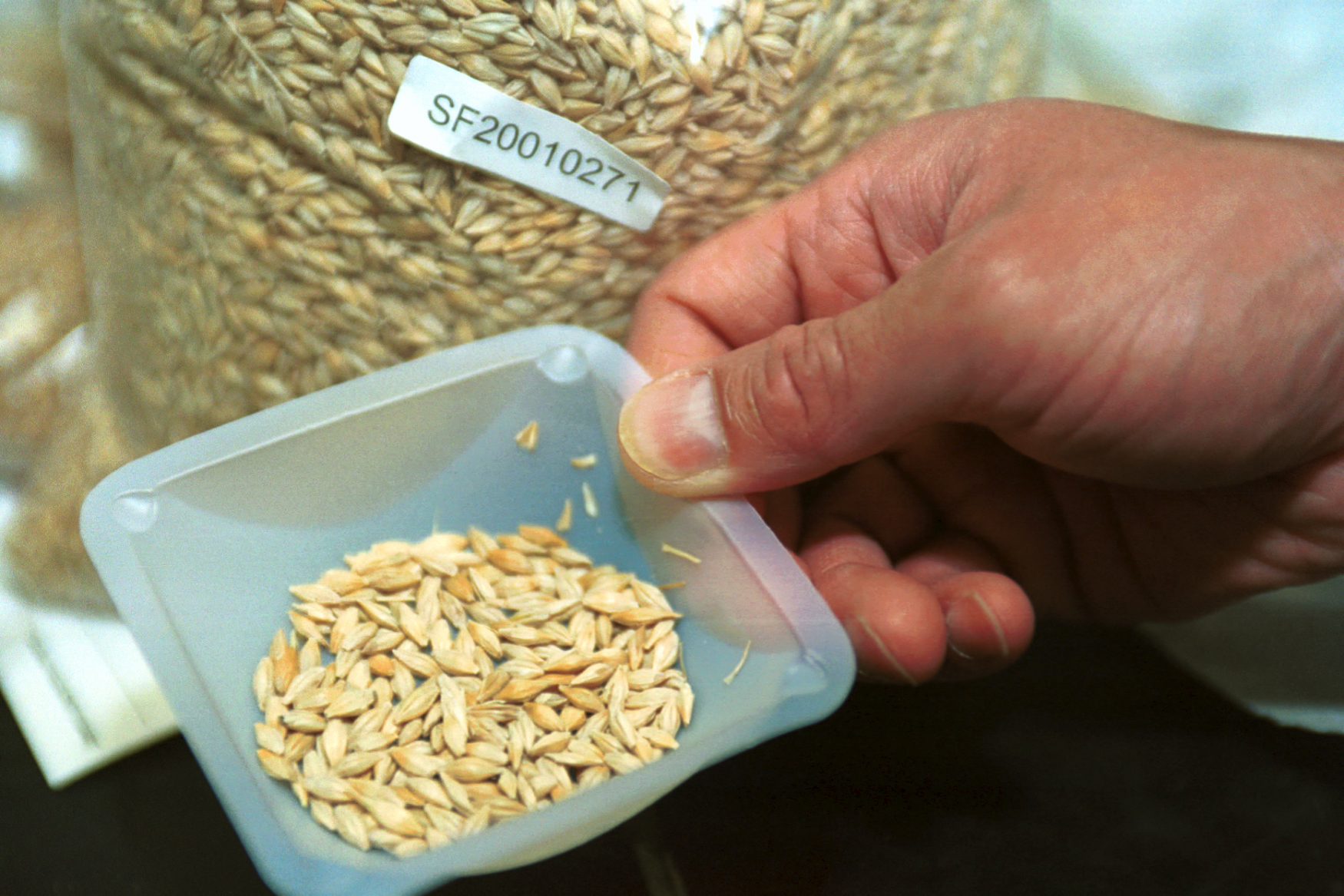 Grains are tested before being allowed into the U.S.