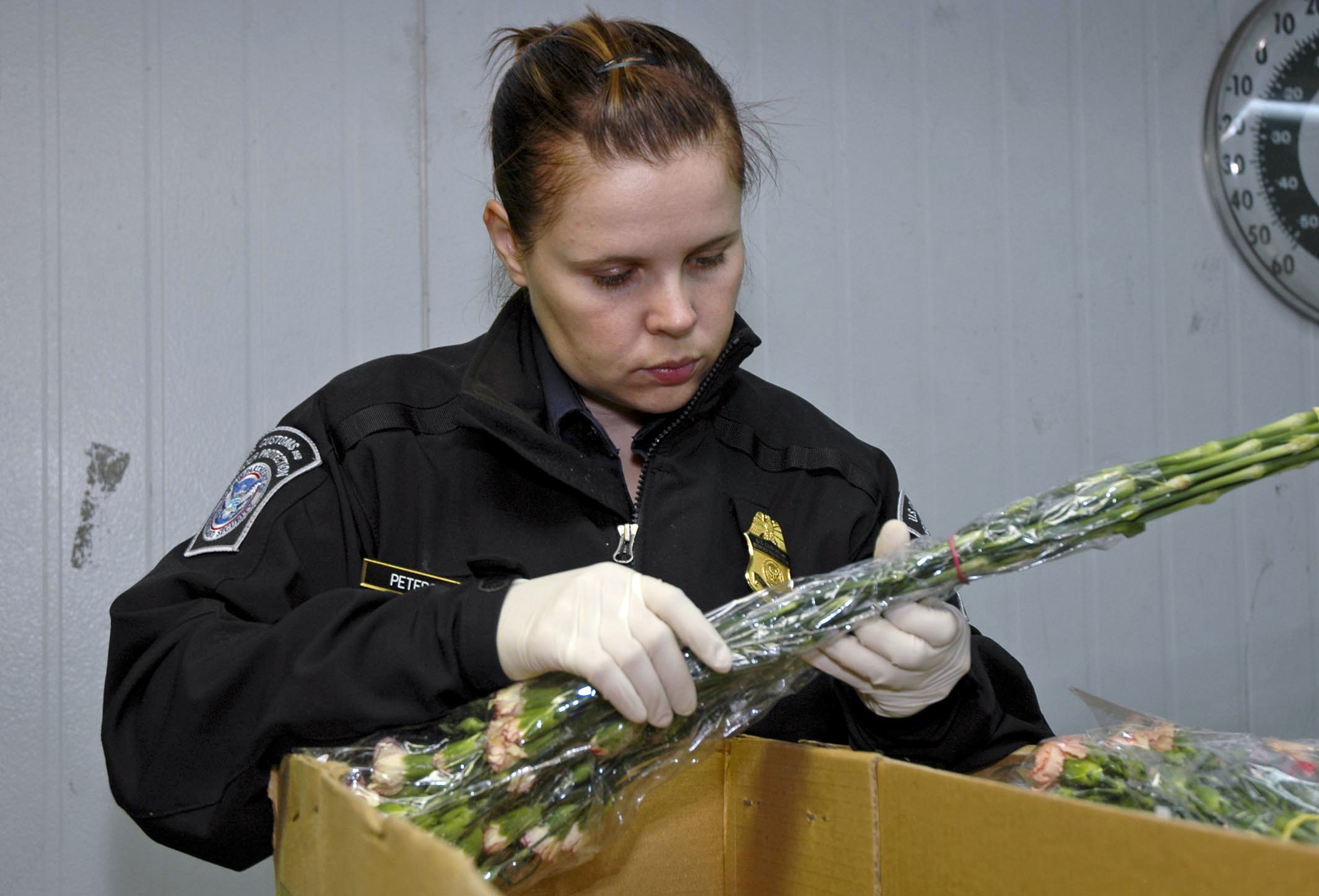 CBP agriculture specialist examines flower stems.