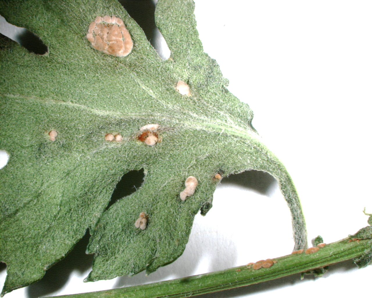 Chrysanthemum white rust, Puccinia horiana ,on the upper leaf surface and stem of an infected Chrysanthemum.  Infected Chrysanthemums are unmarketable resulting in large economic losses.