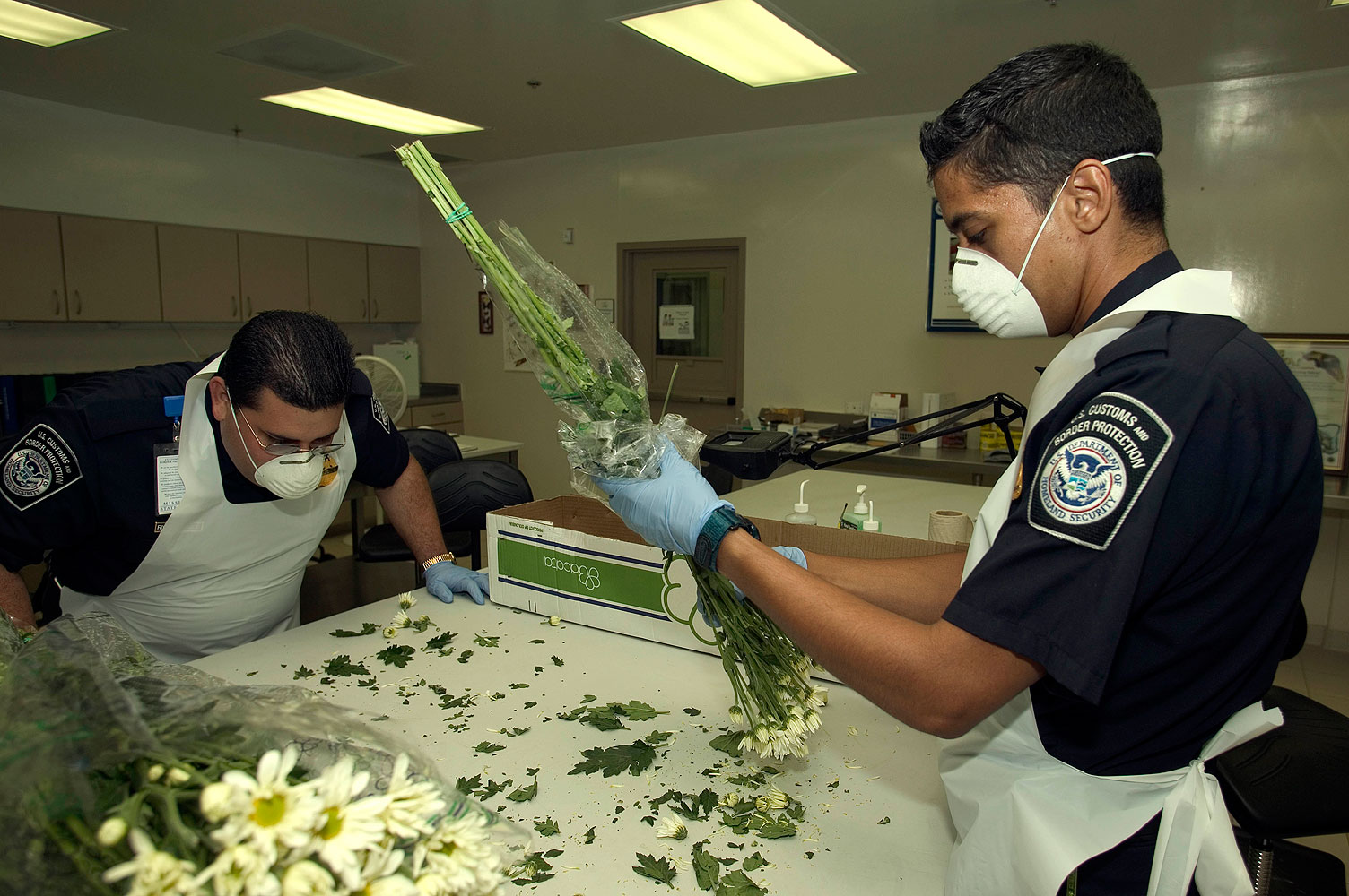 CBP Flower Inspection