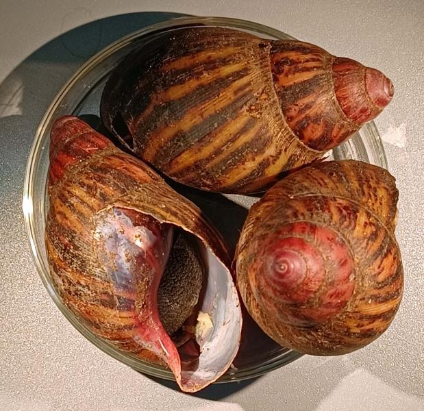 live giant african snails