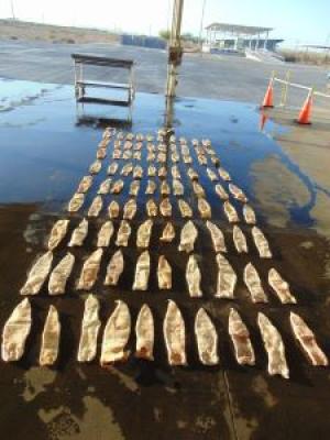 CBP officers and agriculture specialists discovered 91 swim bladders of the endangered totoaba fish which were concealed within a commercial shipment of frozen fish fillets. 