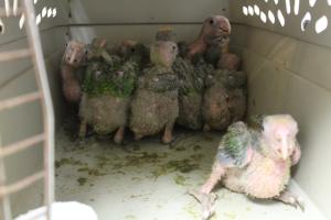 Carrier containing 10 live yellow-headed baby parrots (Amazona oratrix) intercepted by CBP officers and agriculture specialists at Hidalgo International Bridge.