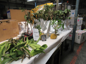 Table holding plants seized by CBP on June 29
