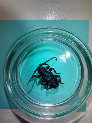 A specimen of Acanthoderes funeraria Bates (Cerambycidae) a First in Nation pest interception realized by CBP agriculture specialists at Roma Port of Entry.