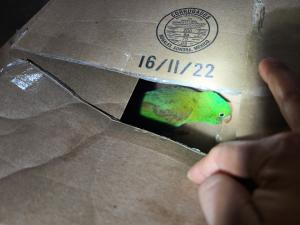 An undeclared Parrotlet Forpus sp. hidden in a cardboard box discovered by CBP officers, agriculture specialists at Eagle Pass Port of Entry.