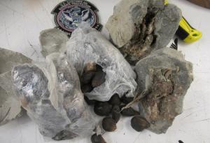 Bird carcasses and palm seeds encased in cement statues sits on a table after being seized