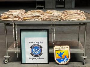 Totoaba baldders stacked on a cart with the CBP Seal for the Port of Nogales and the U.S. Fish and Wildlife seal in front