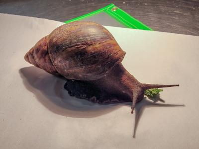 This Giant African Snail was intercepted by CBP at ATL Airport
