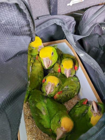 CBP Officers Prevent Live Parrots from Being Smuggled into US 