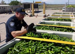 A CBP officer inspects a huge shipment of peppers arriving through El Paso, Texas.