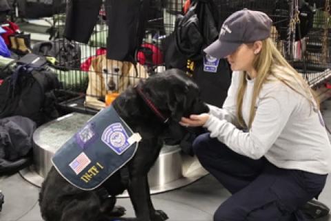 CBP canine working with support staff