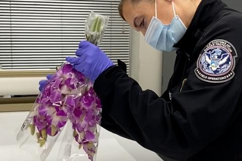 A CBP agriculture specialist exams a bunch of flowers