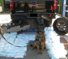 K-9 in front of over 200 pounds of Fentanyl seized by U.S. Border Patrol  